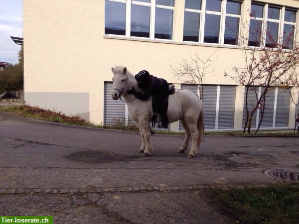 Bild 5: Isiclub und Reitstunden auf Islandpferden bei Muri AG