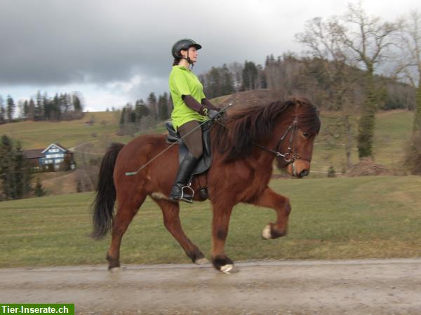 Bild 3: Muri AG: Reitbeteiligungen zu vergeben