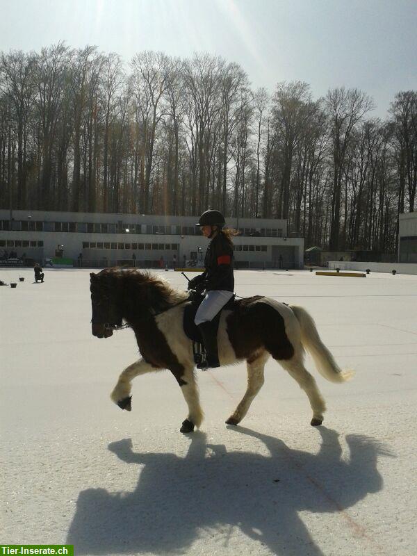 Bild 7: Nähe Muri AG: Reitbeteiligungen zu vergeben