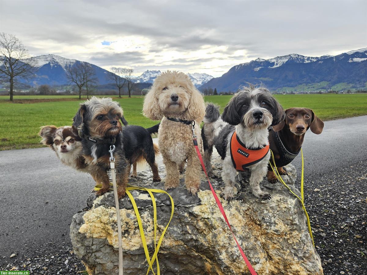 Bild 2: Biete Hundeferienbetreuung in 8735 Betzikon SG