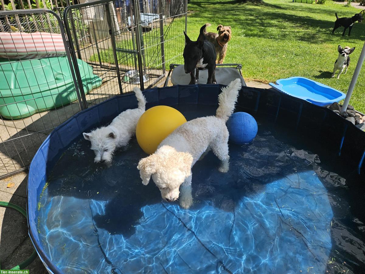 Bild 8: Biete Hundeferienbetreuung in 8735 Betzikon SG