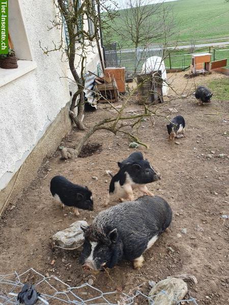 Bild 3: Kindergeburtstag auf dem Reit-Zucht und Ausbildungsstall Grünau Birmensdorf