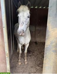 Camargue Pony menschenbezogen sucht neuen Platz