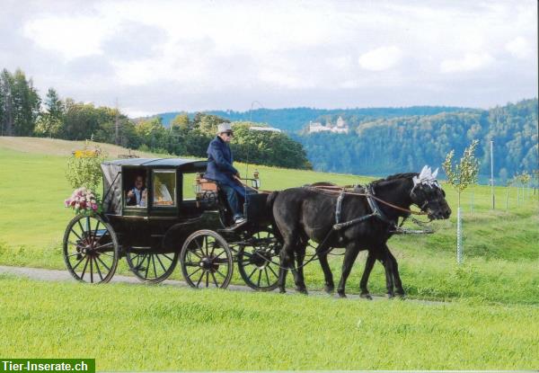 Bild 3: Gepflegte schöne Glaslandauer Kutsche, ca. 120-jährig