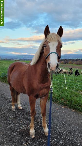 Bild 2: Pflege-/Reitbeteiligung auf Deutschem Reitpony