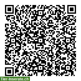 Bild 2: Sonderangebot, riesen Kalbs Kauknochen, siehe Webseite / Shop