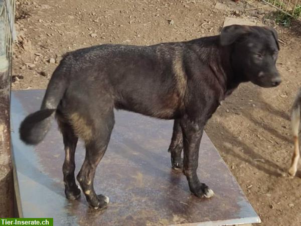 Tschechoslowakischer Wolfhund Mix Rüde sucht seine Familie