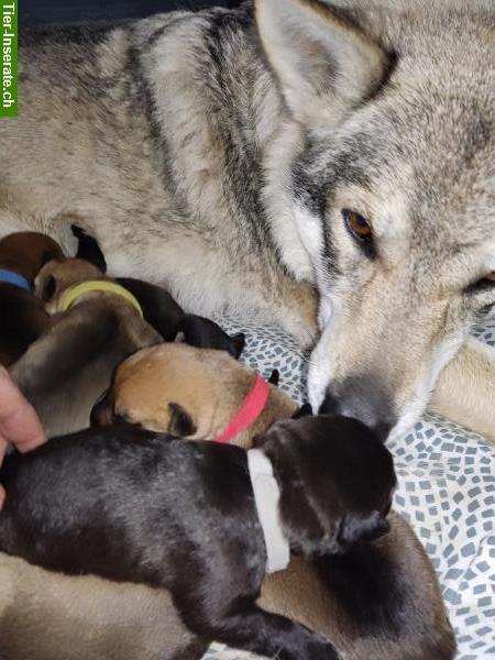 Bild 3: Tschechoslowakischer Wolfhund Mix Rüde sucht seine Familie