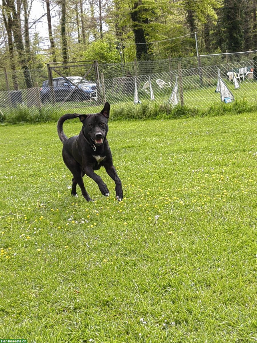 Bild 5: Tschechoslowakischer Wolfhund Mix Rüde sucht seine Familie