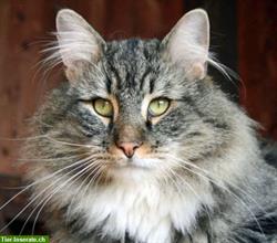 Norwegische Waldkatzen Schweiz - Registrierte Schweizer Zuchten