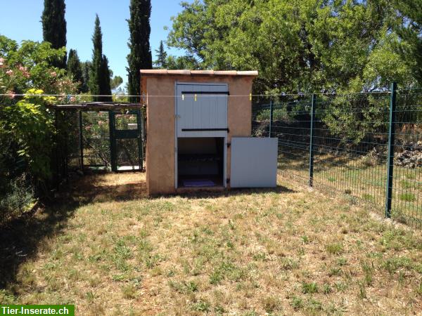 Bild 8: Tierfreundliches Ferienhaus in den Reben, Cotignac, Südfrankreich