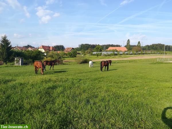 Bild 6: Pferdeboxe, 2 - 3er Pferdeboxe oder Kleingruppenstallplatz mit Auslauf