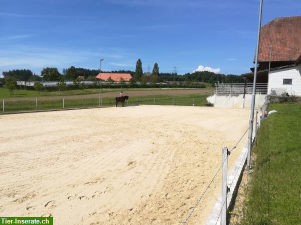 Bild 7: Pferdeboxe, 2 - 3er Pferdeboxe oder Kleingruppenstallplatz mit Auslauf