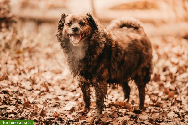 Bild 2: Professionelle Hundebetreuung in der Au bei Wädenswil