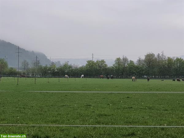 Bild 4: Freie Pferdeboxen auf dem Ziegelhof-Scherz AG