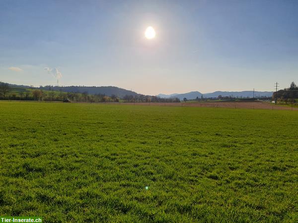 Bild 6: Freie Pferdeboxen auf dem Ziegelhof-Scherz AG