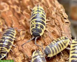 Porcellio ornatus “High Yellow” Asseln zu verkaufen