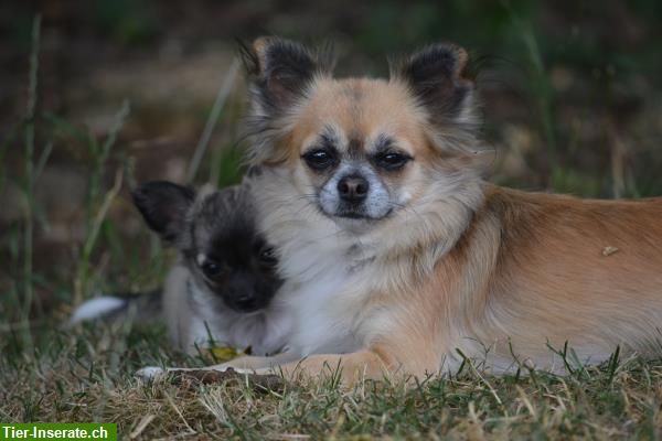 Bild 2: Junge Chihuahua Welpen zu verkaufen