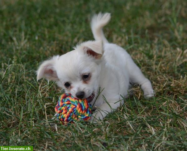Bild 5: Junge Chihuahua Welpen zu verkaufen