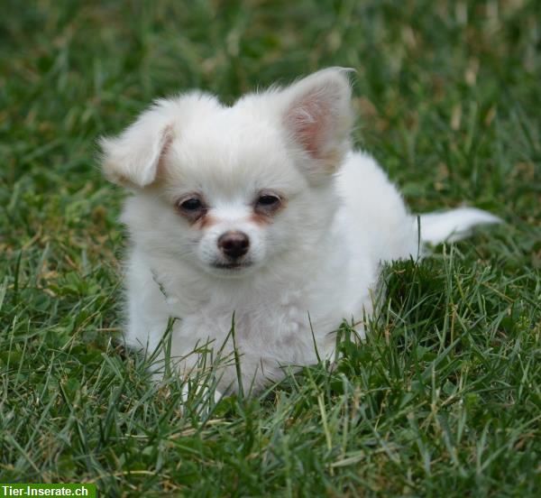 Bild 6: Junge Chihuahua Welpen zu verkaufen