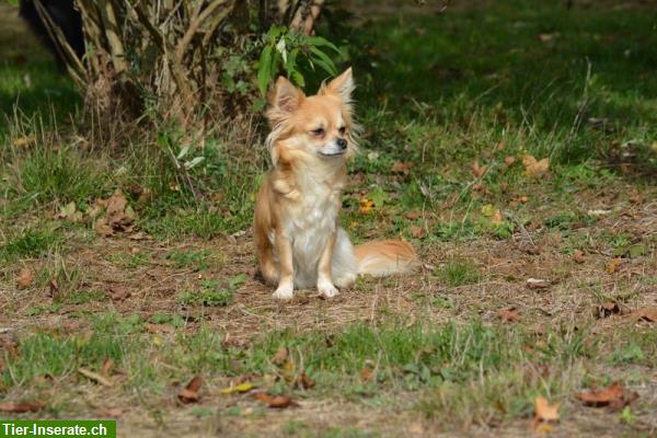Bild 8: Junge Chihuahua Welpen zu verkaufen