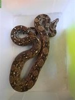 1.0 Tarahumara Boa gesucht
