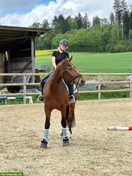 Ausbildung und Beritt für Pferd oder Pony