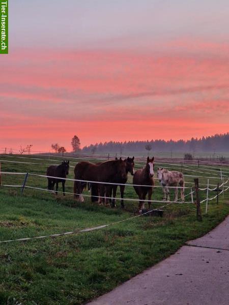 Bild 4: Ausbildung und Beritt für Pferd oder Pony