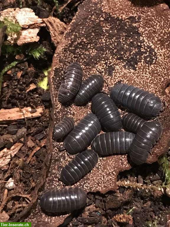 Asseln als Futter oder Bodenpolizei, Armadillidium