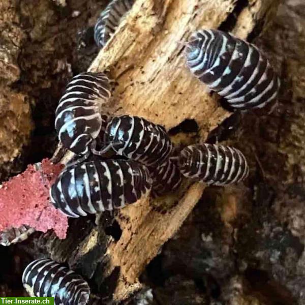 Bild 2: Asseln als Futter oder Bodenpolizei, Armadillidium