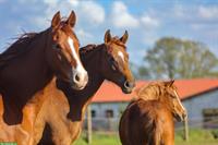 Quarter Horses & Dressurpferde direkt vom Züchter-Jungpferde & gerittene Zuchtstute