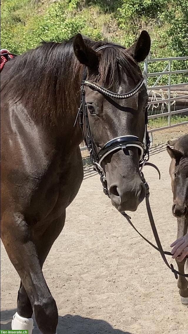 Bild 2: Dressurpferde & Quarter Horses- direkt vom Schweizer Züchter