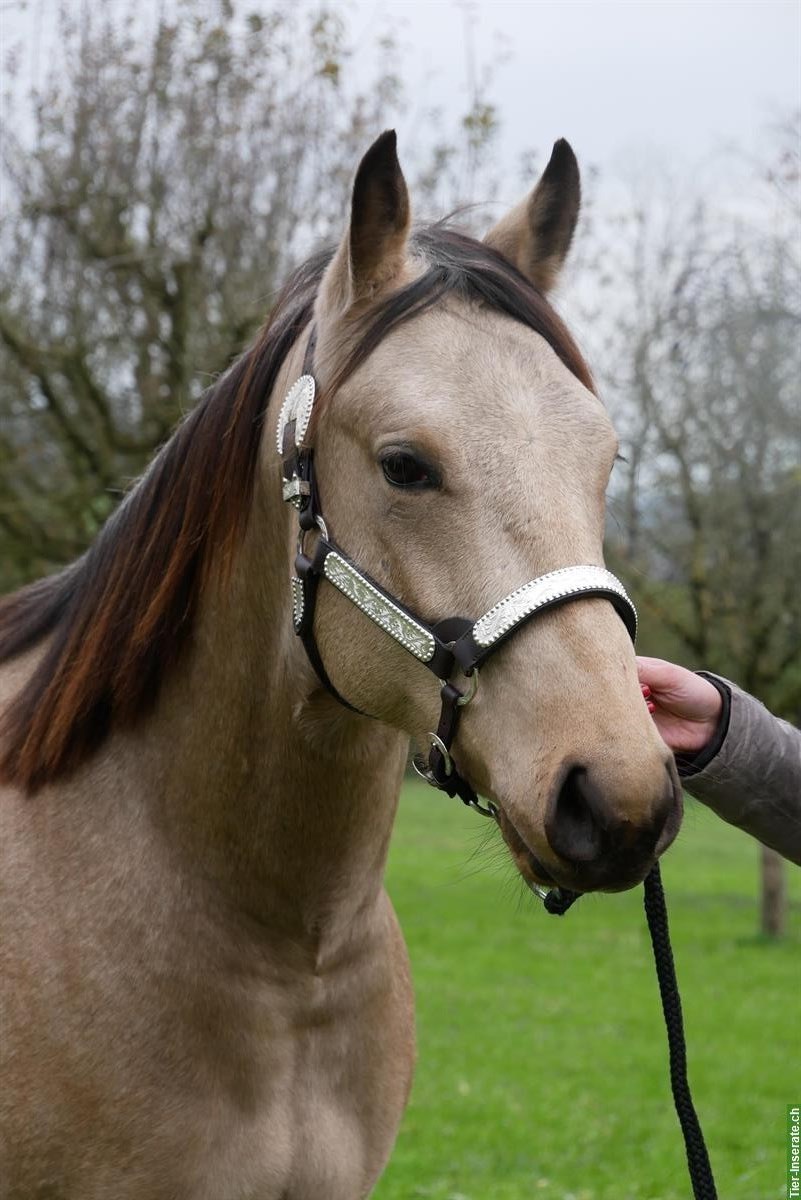 Bild 3: Dressurpferde & Quarter Horses- direkt vom Schweizer Züchter