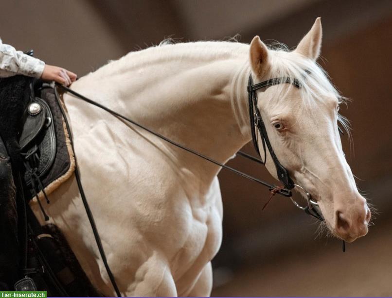 Bild 5: Dressurpferde & Quarter Horses- direkt vom Schweizer Züchter