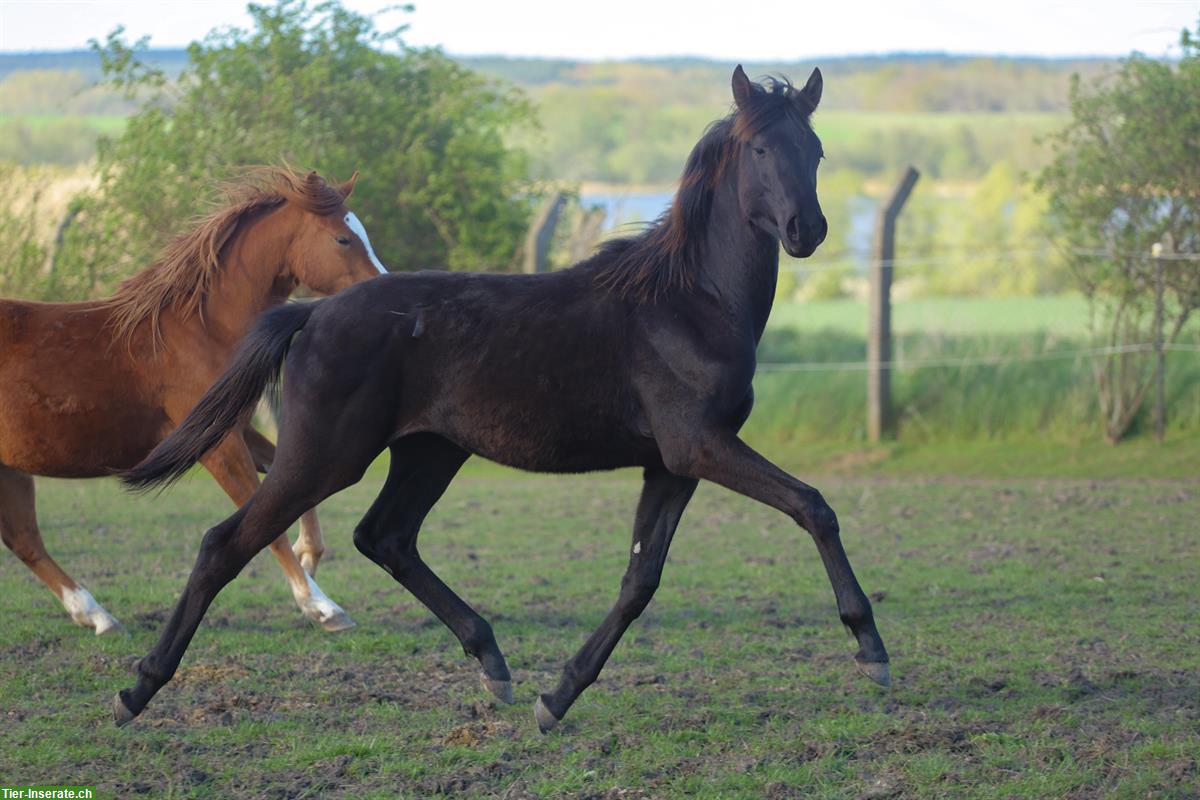 Bild 6: Dressurpferde & Quarter Horses- direkt vom Schweizer Züchter