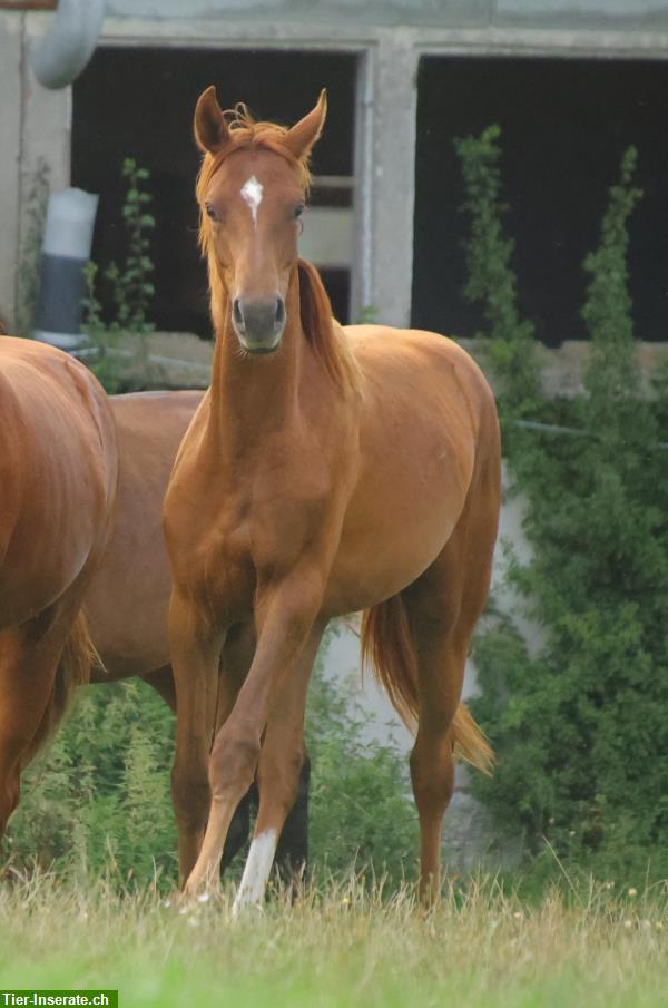 Bild 7: Dressurpferde & Quarter Horses- direkt vom Schweizer Züchter