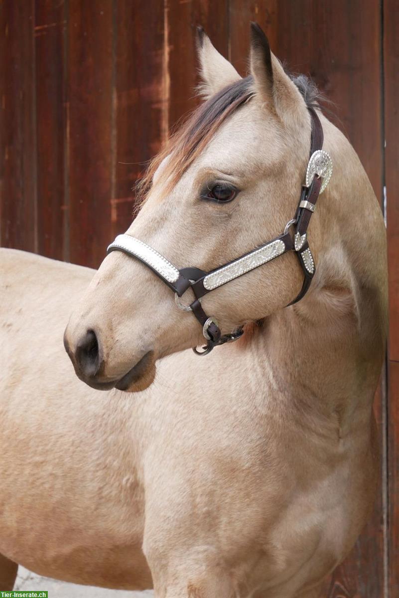 Bild 9: Dressurpferde & Quarter Horses- direkt vom Schweizer Züchter