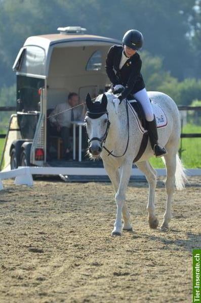 Biete Reitbeteiligung an 12-jährigem CH-Warmblut Wallach