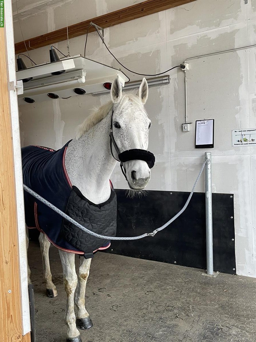 Bild 2: Biete Reitbeteiligung an 12-jährigem CH-Warmblut Wallach
