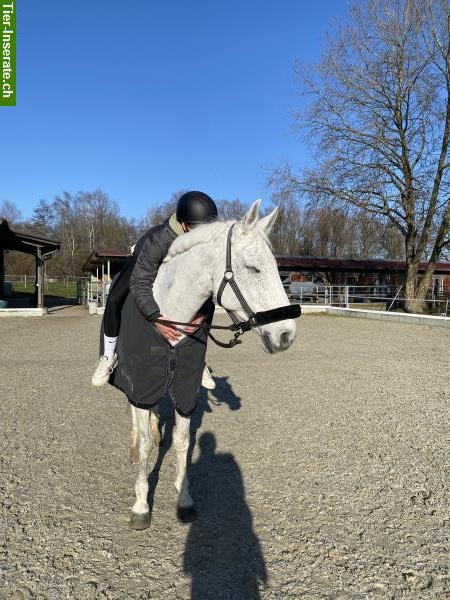 Bild 3: Biete Reitbeteiligung an 12-jährigem CH-Warmblut Wallach