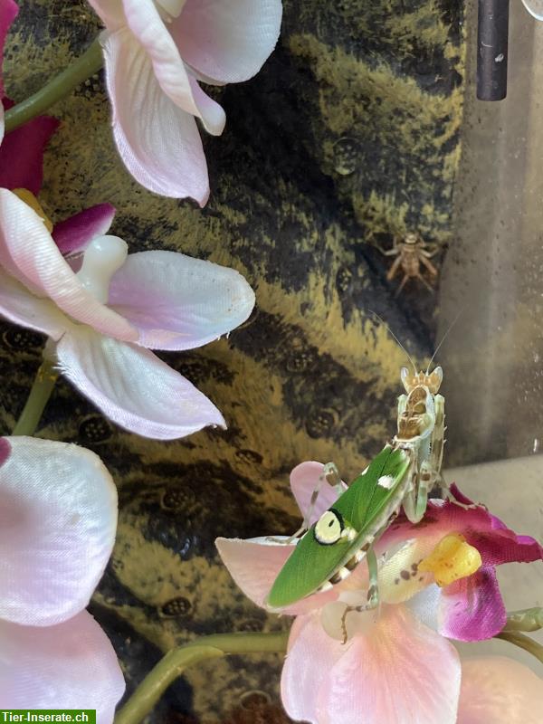 Bild 3: Jungtiere Creobroter gemmatus - Asiatische Blütenmantis