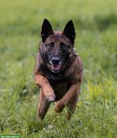 Rüde Unico, der sensible Malinois Prinz