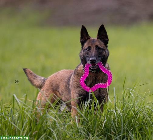 Bild 10: Rüde Unico, der sensible Malinois-Prinz