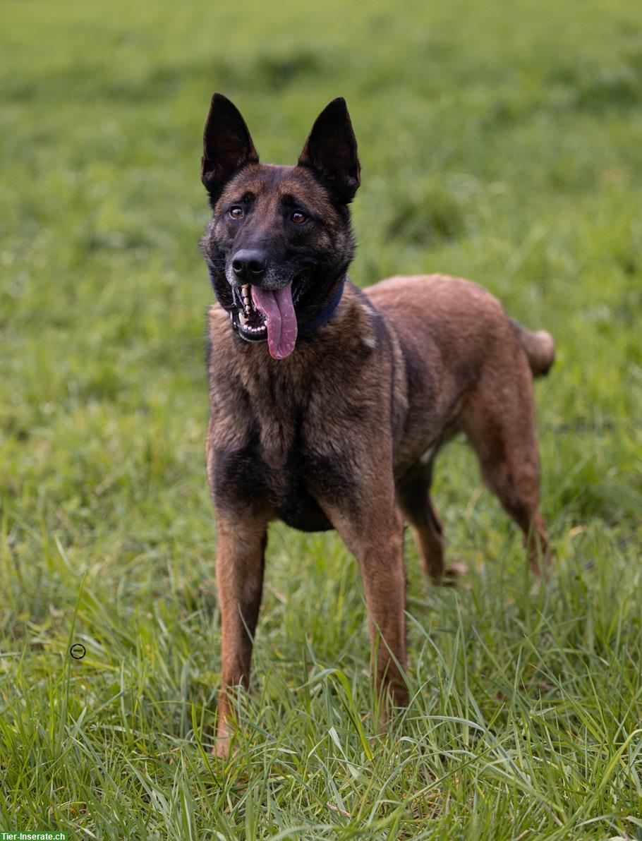 Bild 2: Rüde Unico, der sensible Malinois-Prinz