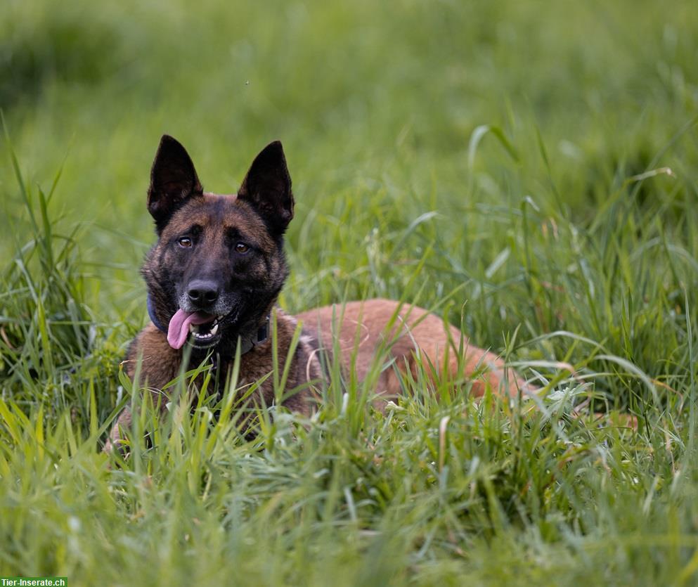 Bild 4: Rüde Unico, der sensible Malinois-Prinz