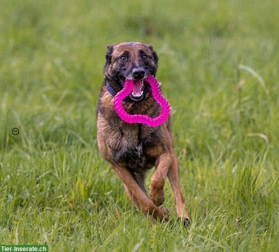 Bild 5: Rüde Unico, der sensible Malinois-Prinz