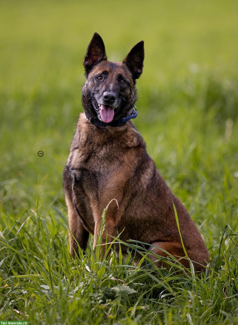 Bild 6: Rüde Unico, der sensible Malinois-Prinz