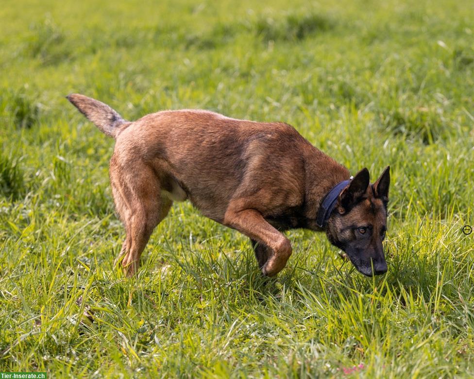 Bild 7: Rüde Unico, der sensible Malinois-Prinz