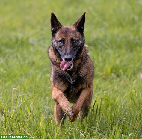 Bild 8: Rüde Unico, der sensible Malinois-Prinz