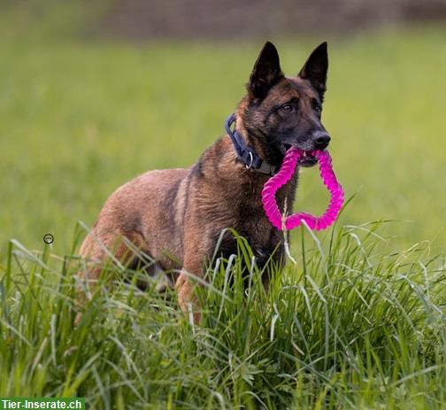 Bild 9: Rüde Unico, der sensible Malinois-Prinz